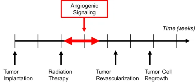 Figure 6. 2. The black features represent the standard treatment and imaging schedule, and the  red feature represents the hypothesized period of angiogenic signaling