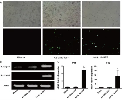 Figure 3. Fluorescence of M2 macrophages infected with recombinant adenovirus for 36 h (A); The mRNA expres-sion of IL-12 subunits p35 and p40 analyzed by RT-PCR (B) and quantitative PCR (C) in M2 macrophages infected with recombinant adenovirus for 36 h