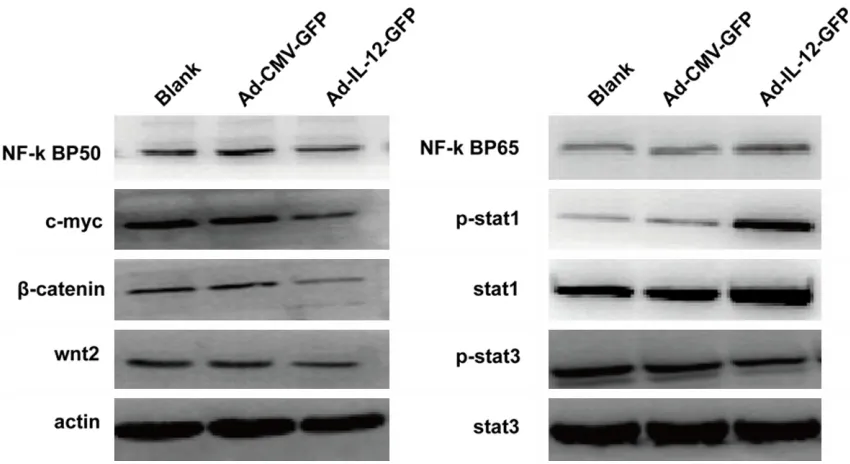 Figure 6. The changes of some signaling molecules related to macrophage polarization. The M2 macrophages were infected with recombinant adenovirus for 60 h and the protein levels of the signaling molecules were analyzed by Western blotting