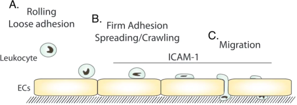 Figure	  1:	  Steps	  in	  Leukocyte	  TEM	  	  