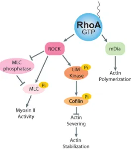 Figure	  4:	  RhoA	  effector	  signaling	  
