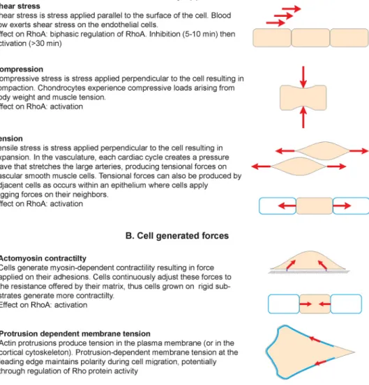 Figure	  5:	  Mechanical	  force	  in	  cell	  biology	  	  