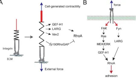 Figure	  6:	  RhoA	  GEFs	  and	  GAPs	  regulated	  by	  force	  