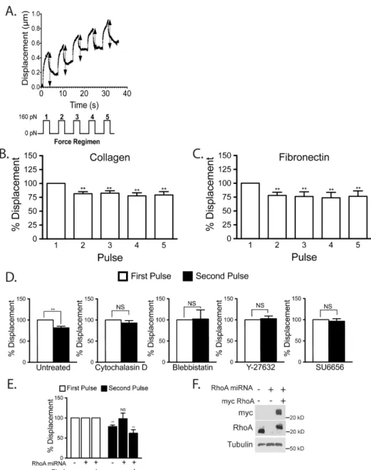 Figure	  7:	  Mechanical	  force	  on	  ICAM-­‐1	  increases	  cellular	  stiffening	  