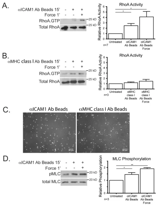 Figure	  8:	  Mechanical	  force	  on	  ICAM-­‐1	  increases	  RhoA	  activity	  and	  MLC	  phosphorylation	  