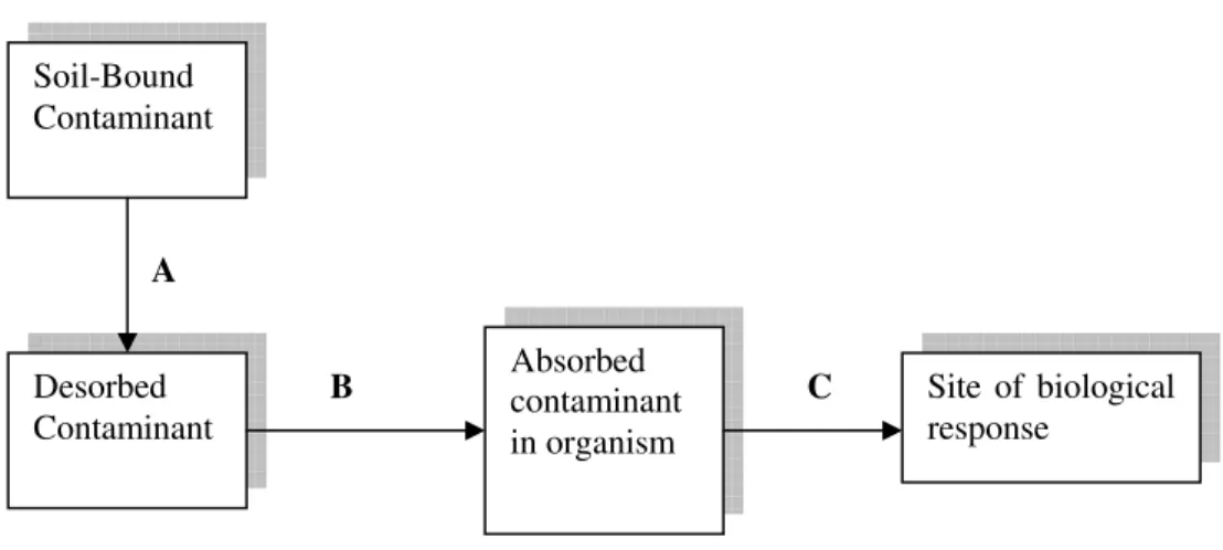 Figure  1.1 Processes involved in studying bioavailability of soil-bound contaminants (after  Ehlers and Luthy, 2003)