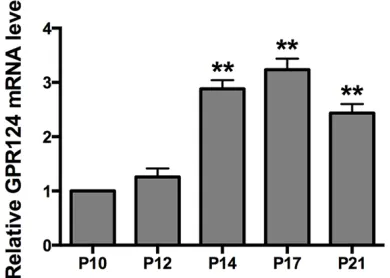 Figure 1. GPR124 mRNA expression in the normal mice retina. Mice retinas from normal group were harvested at P4, P7, P10, P12, P14, P17 and P21 and detected by qRT-PCR