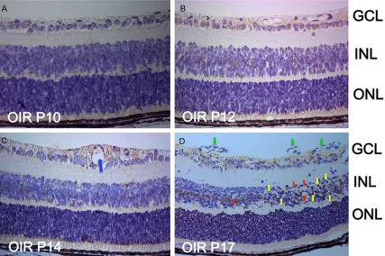Figure 5. Immunofluorescence localization of GPR124 in the normal mice retina at P17. Mice retinal frozen sections at P17 from normal group were immunostained with GPR124 (A, green), Brn3a (B, red), DAPI (C, blue), and Merge (D, yellow)