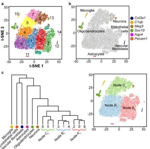 Figure 3.2. Single cell transcriptomic identifies discrete types of cells in M-Smo tumors