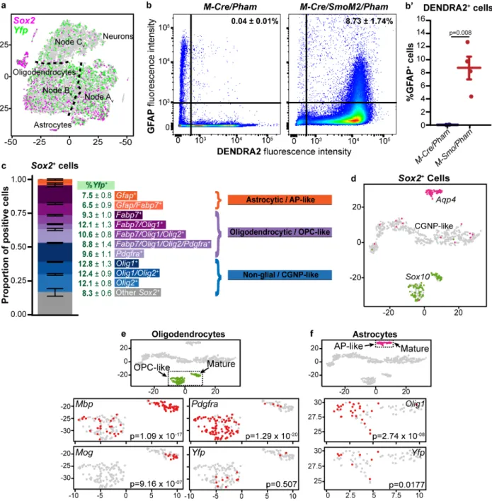 Figure 3.5. Tumors show lineage expansion and stem cell marker expression. (A) Feature plot of Sox2  and Yfp on the t-SNE projection of Fig