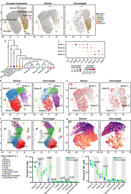 Figure 3.6.  Vismodegib advances differentiation while depleting specific subsets of proliferative  tumor cells