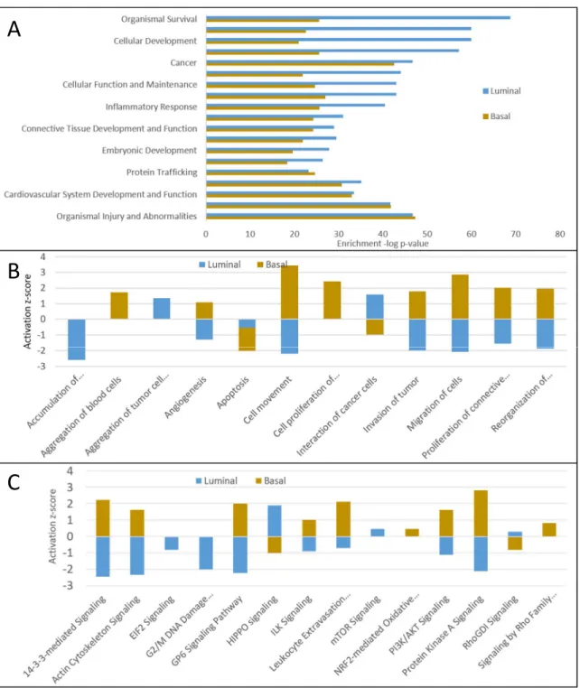 Figure 2.5 - A) Over-represented biological processes in the basal-like and luminal BC  subtypes