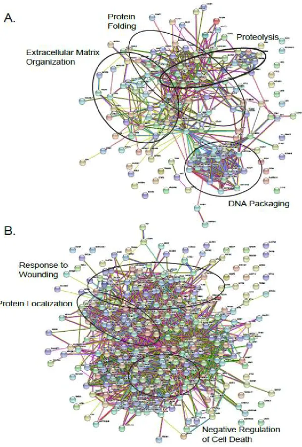 Figure 2.6 - Protein-protein interaction analysis of A) basal-specific and B) luminal-specific  secreted proteins