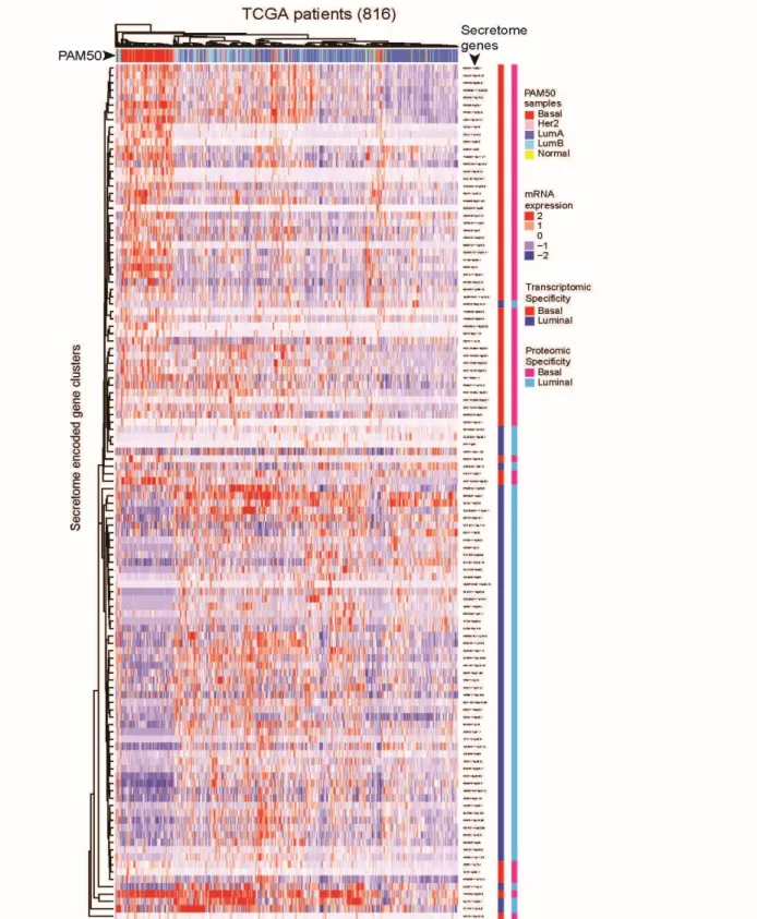 Figure 2.7 - Heatmap of the unsupervised hierarchical clustering of mRNA expression of SeCEP genes  (rows) in the TCGA patient cohort (columns)