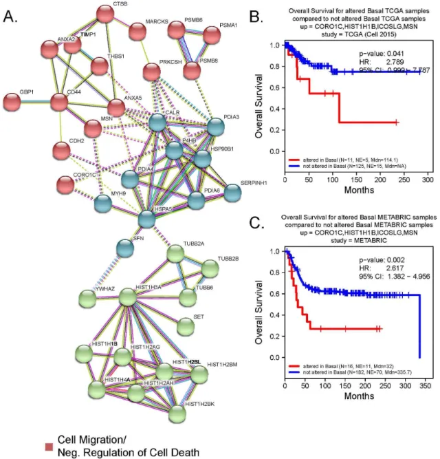Figure 2.14 - A) The interactive subnetworks of basal SeCEP genes. B,C) Correlation between  Kaplan-Meier survival plots of the clinical outcomes and mRNA co-overexpression of indicated  luminal SeCEP genes based on TCGA (B) and METABRIC (C) patient data