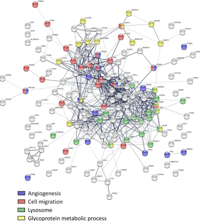 Figure 3.2 – STRING analysis of proteins with dose-dependent decreased secretion after  treatment with UNC1999