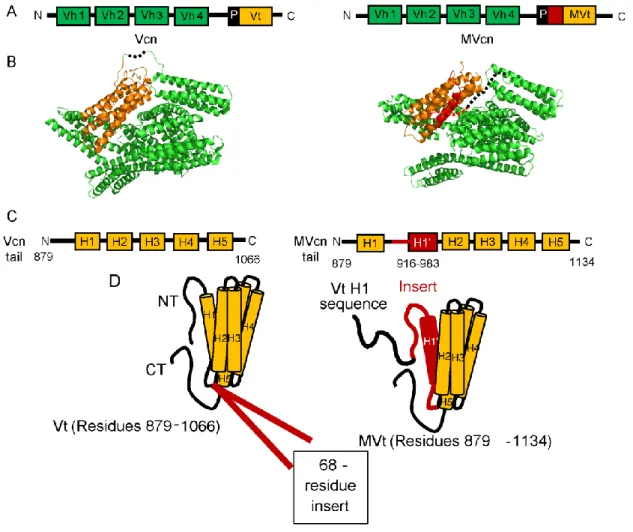 Figure 3. Sequence and structural differences between Vcn and MVcn. 