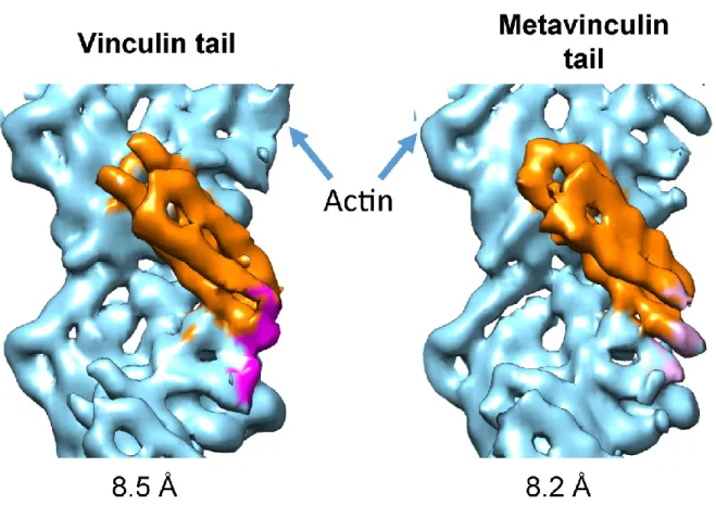 Figure 4. Cryo-EM reconstruction of Vt: F-actin and MVt:F-actin complex. 