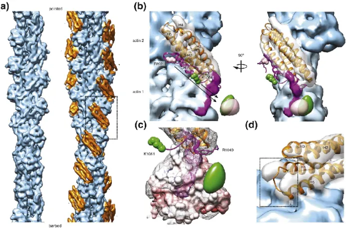 Figure 5. Sub-nanometer-resolution reconstruction of the Vt-actin interface.   