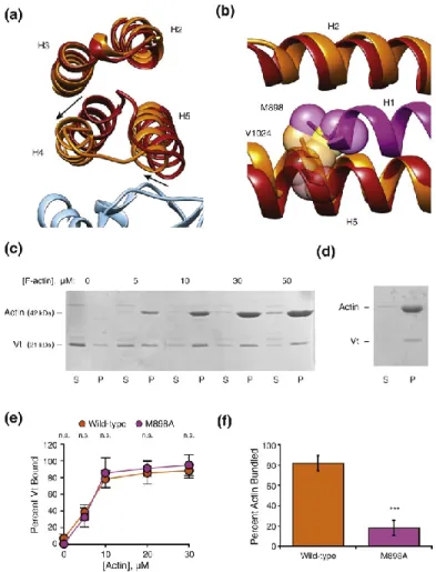 Figure 6. A steric mechanism promotes H1 release to bundle actin. 