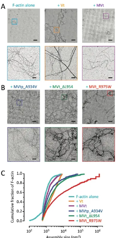 Figure 10. MVt CM mutants promote disordered, mesh-like F-actin assemblies. 