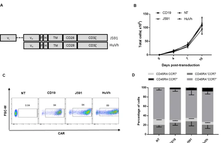 Figure 1  Conventional PSMA.CAR (J591) and heavy chain only PSMA.CAR (HuVh) are equally  expressed by T cells