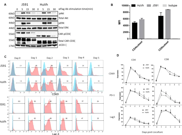 Figure 2 T cells expressing J591 or HuVh show comparable activities in vitro. Western blots  detecting phosphorylation of CD3ζ, Akt and ERK of CAR-T cells activated via CAR crosslinking with  anti- FLAG Ab followed by a secondary Ab to induce the aggregati