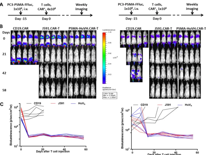 Figure 4 T cells expressing J591 or HuVh show comparable antitumor activities in vivo Schematic  schedule of metastatic prostate cancer model using PC-3-PSMA-FFluc-eGFP tumor cells in NSG mice  with either a high or low dosage of CAR-T cells