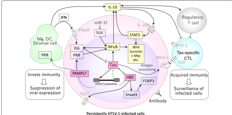 Fig. 1 Potential relationship between innate and acquired immunity in HTLV-1 infection (under IL-10-dominant conditions)