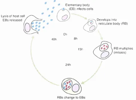 Figure 2.1 Life cycle of Chlamydia trachomatis