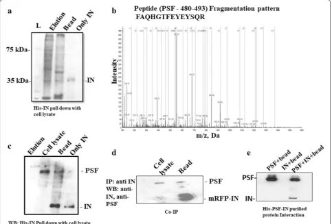 Table 1 Identified integrase interacting protein by MS/MS analysis