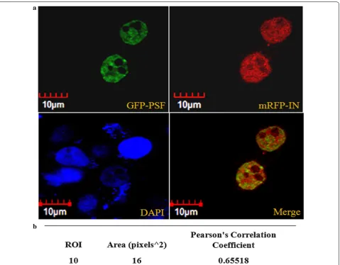 Fig. 2 Confocal Microscopy of subcellular compartments for classical colocalization of GFP-PSF and mRFP-IN was performed in HeLa cells