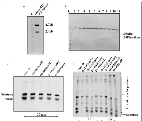 Fig. 3 Cloning of PSF in bacterial expression system vector and in vitro IN activity assay