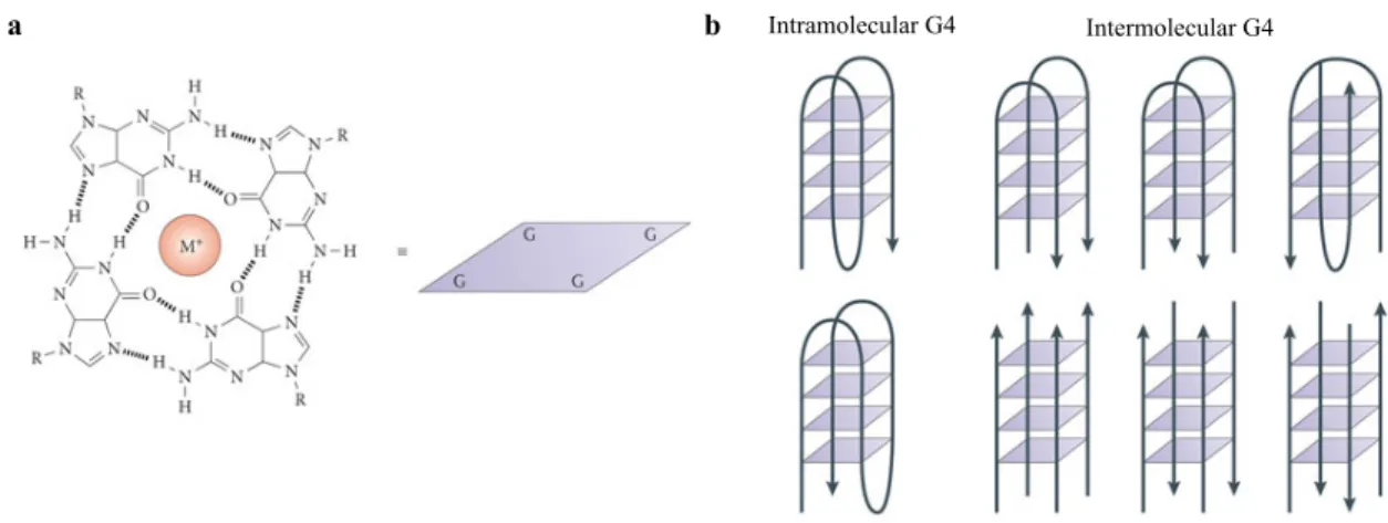 Figure 1.1 The G-quadruplex structure (a) An illustration of the G-quadruplex G-quartet