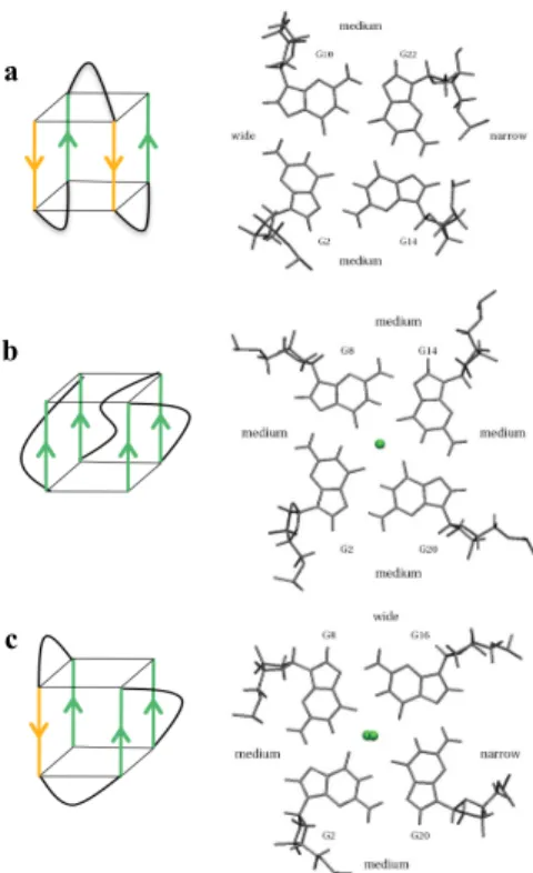 Figure 1.2 Structures of the human unimolecular telomeric quadruplex formed by the sequence  d[AGGG(TTAGGG) 3 ]