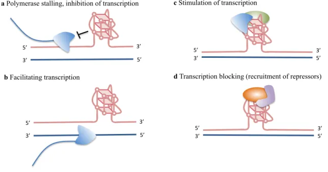Figure  1.4  Proposed  functional  roles  of  G-quadruplex  structures  during  transcription