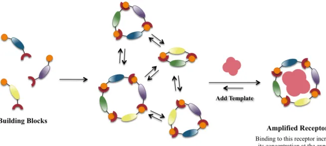Figure  2.1  Scheme  representing  dynamic  combinatorial  chemistry  as  a  way  to  select  specific  members  of  a  dynamic  combinatorial  library  through  noncovalent  interactions  by  the  introduction of a separate guest