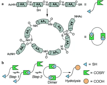 Figure  2.3  Scheme  depicting  macrocyclization  of  peptides  via  thiol-thioester  exchange