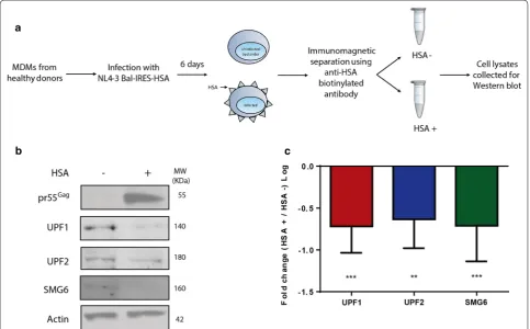 Fig. 1 UPF1, UPF2, and SMG6 expression are reduced in HIV-1-infected MDMs. Human monocytes were differentiated into MDMs and infected with of each protein between bystander and HIV-1-infected cells