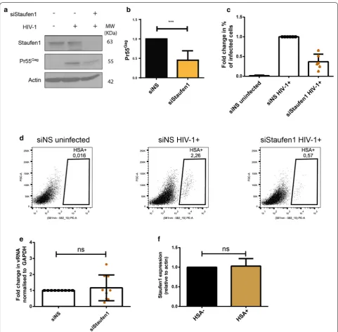 Fig. 5 Staufen1 knockdown impairs HIV-1 viral gene expression and replication in primary HIV-1-infected MDMs