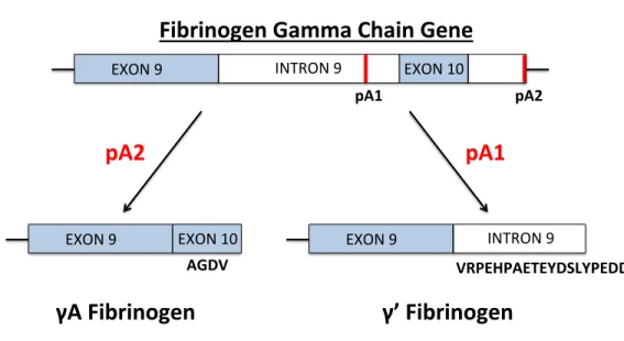 Figure 1.1: The fibrinogen γ chain undergoes alternative processing to form the γA and  γ’ isoforms