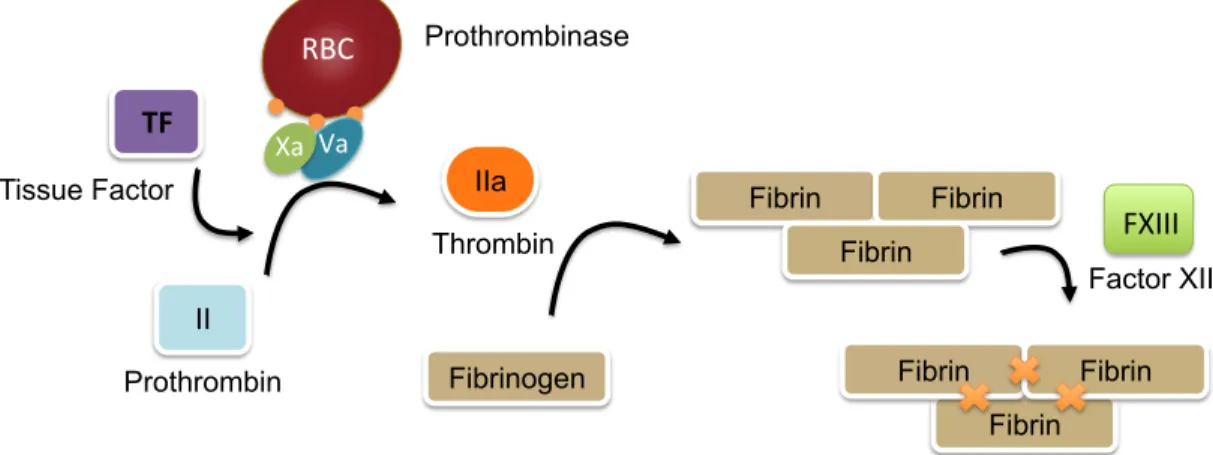 Figure 1.3: A portion of RBCs express PS on their cell membrane.  A small percentage  (0.5%) of RBCs express PS exposure on their cell surface