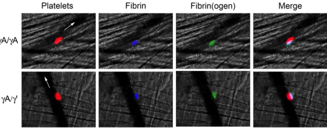 Figure 2.3.  Intravital microscopy shows both γA/γA and γA/γ’ isoforms are 
