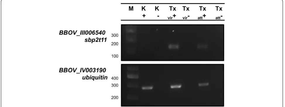 Fig. 3 Expression of sbp2t11 gene in kinete and blood stages of B. bovis. sbp2t11 was amplified from cDNA of Txvir kinetes and Txvir/Txatt bloodstages of B
