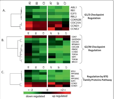 Figure 9 Cluster analysis of differentially- expressed genes involved in cell cycle regulation
