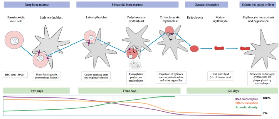 Figure 1. A basic overview of RBC development stages and accompanying molecular processes (prepared by Hodonsky, 2018) 
