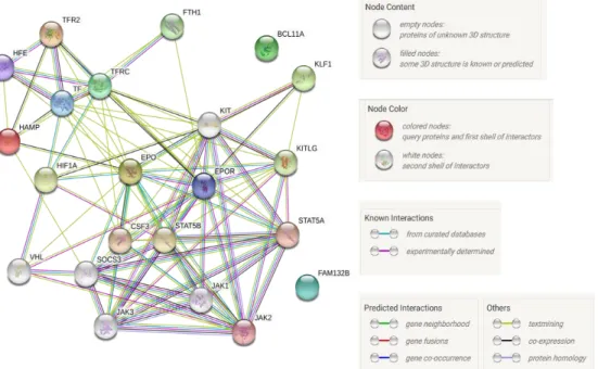 Figure 2. Example network of key protein-protein interactions involving molecules  with established roles in RBC biology