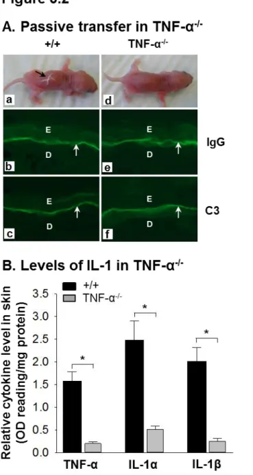 Figure 3.2 Increased IL-1 depends on TNF-α in experimental BP. Neonatal WT (+/+)  and  TNF--deficient  (TNF- -/- )  mice  were  injected  i.d