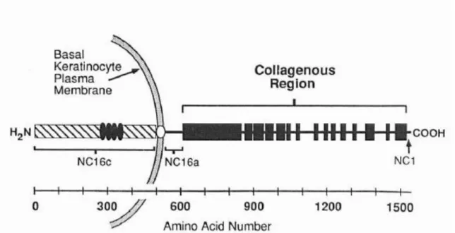 Figure 1.1 The molecular structure of BP180. BP180 consists of 15 collagen  domains (black bars) interspersed by 16 non collagen domains