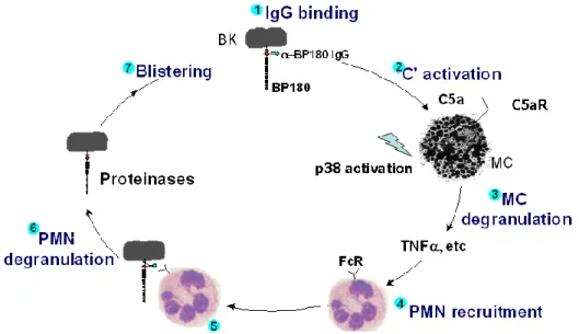 Figure 1.2 The pathogenesis of experimental bullous pemphigoid. Pathogenic  autoantibody binds to BP180 on basal keratinocytes and triggers complement 